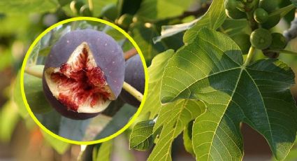 La flor más dulce del campo podría desaparecer por esta razón