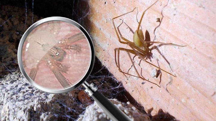 Canícula 2024: peligrosa y diminuta araña que ingresa a las casas por calor