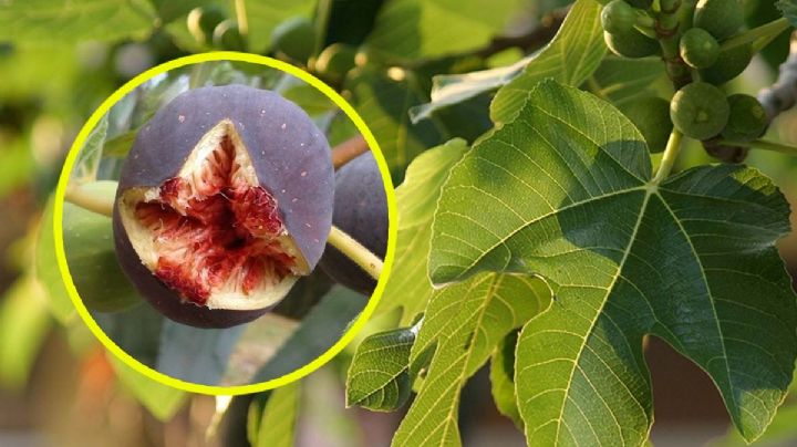 La flor más dulce del campo podría desaparecer por esta razón