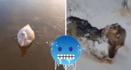 México en pleno calor y Argentina enfrenta ola polar; animales mueren congelados por frío extremo