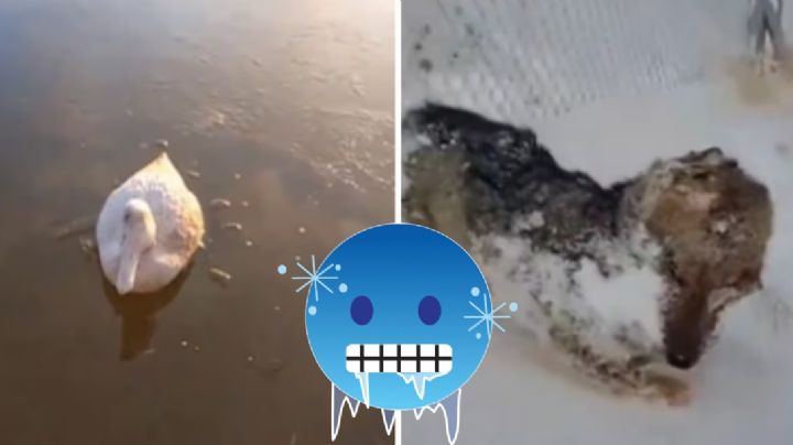 México en pleno calor y Argentina enfrenta ola polar; animales mueren congelados por frío extremo