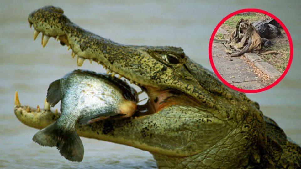 El poderoso reptil fue capturado para evitar que causara daño a los habitantes cercanos a la Laguna del Carpintero, en Tampico, Tamaulipas