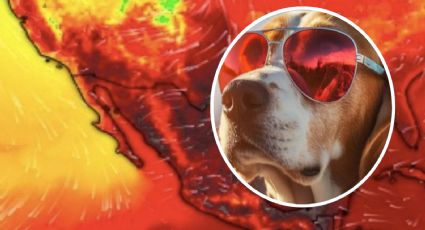 Canícula 2024: estas son las recomendaciones para cuidar a tus mascotas del calor