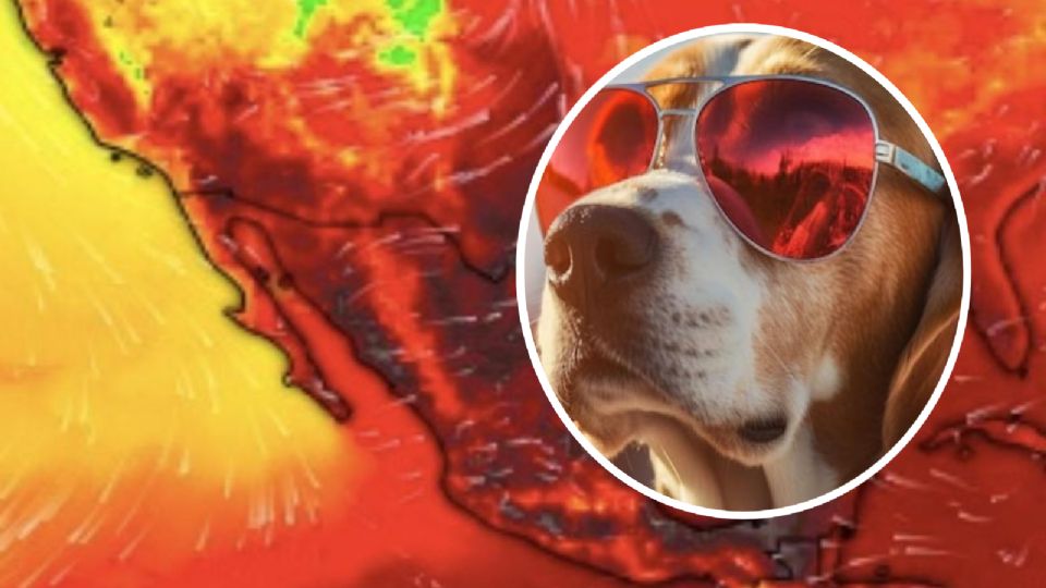 Es vital cuidar a las mascotas en calor