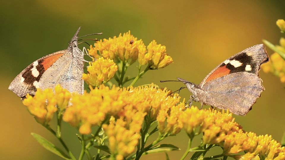 Se adelantan a la época las mariposas pinocho