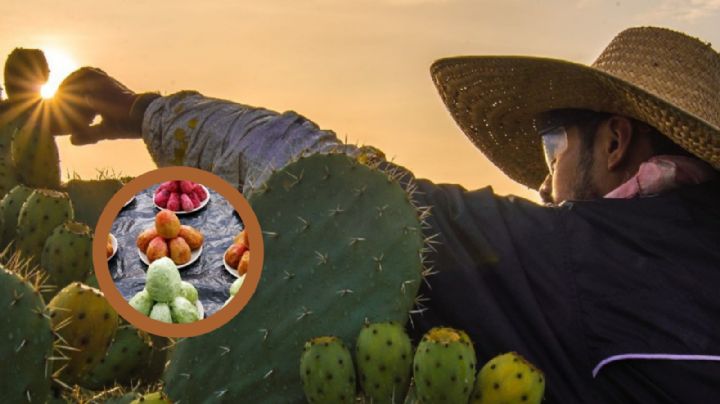 Poderosa fruta para diabéticos es conocida como la más mexicana
