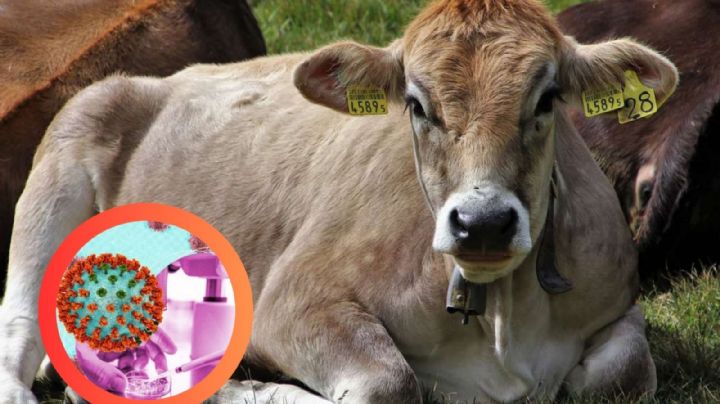 Prepárate para la posible próxima pandemia: la gripe aviar