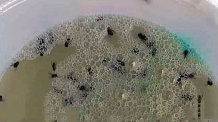 Pon esta mezcla en un recipiente y de inmediato desaparecerán las moscas y mosquitos de tu casa