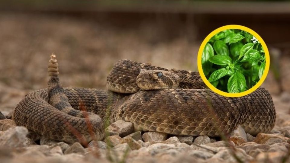 Varias plantas pueden ayudarte si te muerde una serpiente.