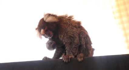 Crece familia del Zoológico de Nuevo Laredo; nacen dos monos titís