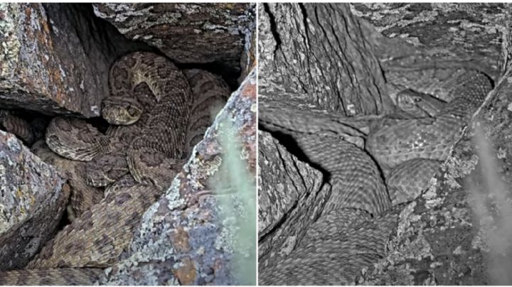 Captan ‘mega madriguera’ llena de serpientes de cascabel en Estados Unidos | VIDEO