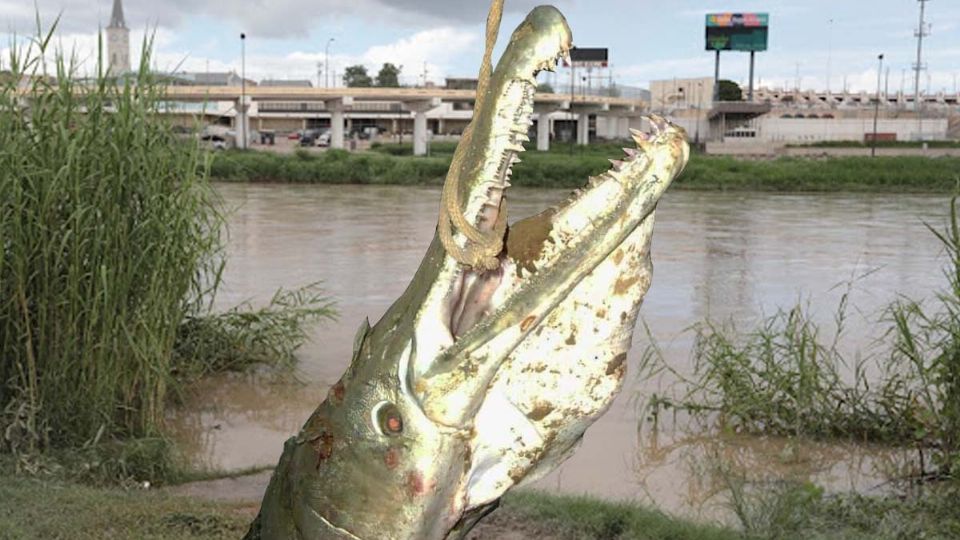 El catán del río Bravo es un 'gigante de agua dulce'