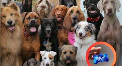 Conoce las 3 razas de perros más populares a nivel mundial