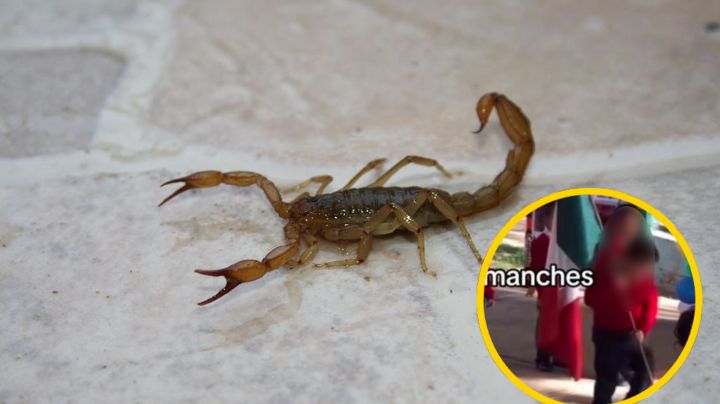 Niño héroe; aplasta a alacrán durante honores a la bandera y 'salva' a sus compañeritos | VIDEO