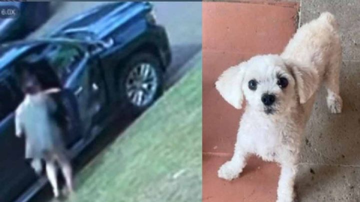 Mujer roba perro en Laredo y es captada por cámara | FOTO