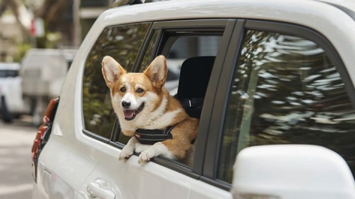 Uber Pet en México, ¿qué es y cuándo estará disponible?