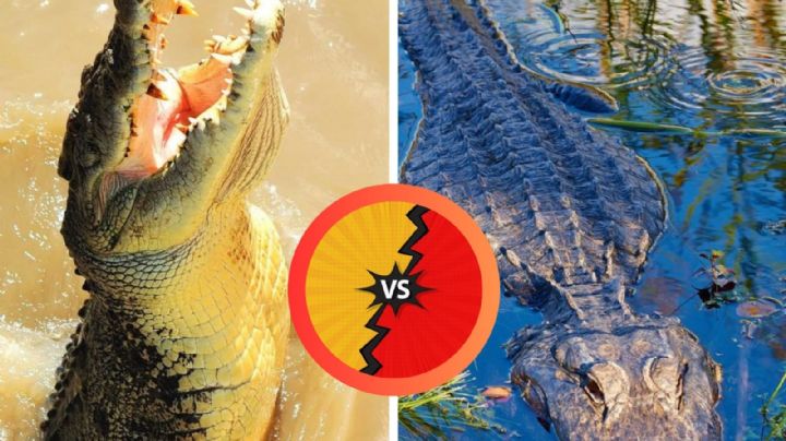 Cocodrilos vs. caimanes: ¿en qué se diferencian?, pocos lo saben
