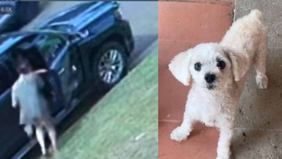 Mujer se llevó a perro en su camioneta en la ciudad de Laredo