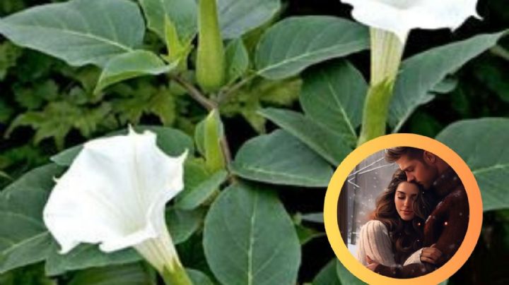 ¡Cuidado con el toloache!, 'la planta del amor'