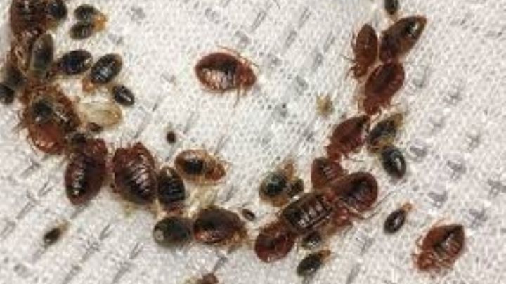 Temporada de chinches: cómo eliminarlos de tu casa de forma rápida y segura