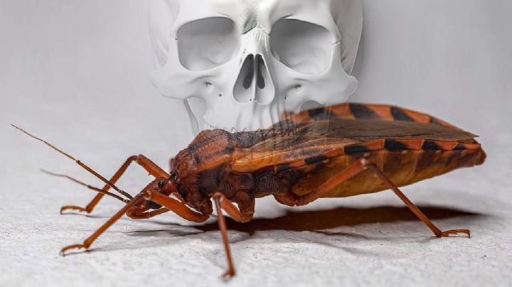 El beso de esta chinche mata cada año a 12 mil personas... podría estar durmiendo contigo