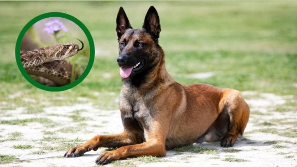 Un perro puede encontrarse cara a cara con una serpiente de cascabel escondida.