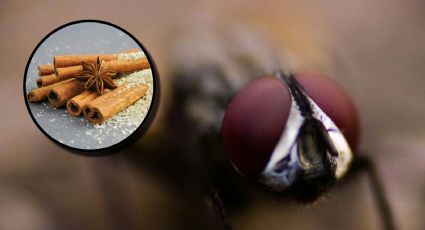 Temporada de moscas: ¿qué olores pueden ahuyentar a estos insectos?