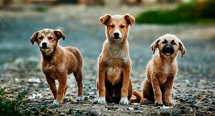 Perros callejeros en Nuevo Laredo: ciudadanía revela en encuesta su solución al problema