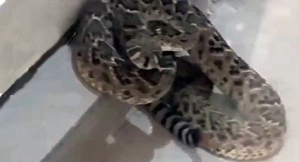 Peligrosas víboras de cascabel invaden García, Nuevo León | VIDEO