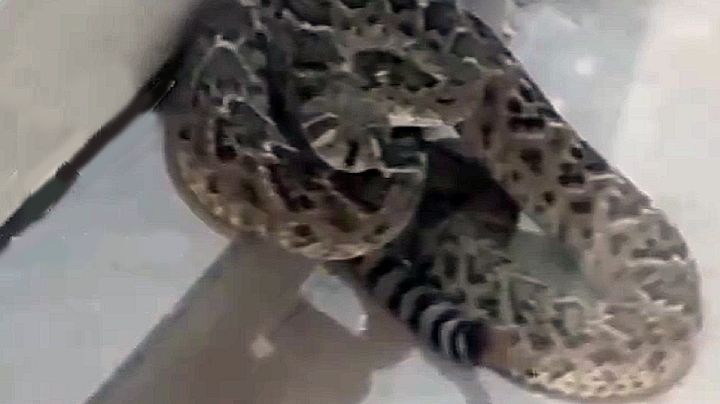 Peligrosas víboras de cascabel invaden García, Nuevo León | VIDEO