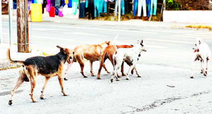 Perros callejeros: opta ciudadanía por esterilización en Nuevo Laredo