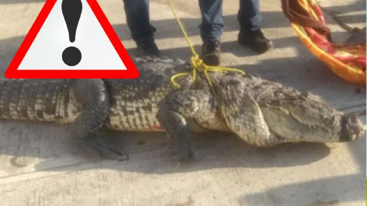 Cocodrilos en Tamaulipas: ¿qué es lo que debes de hacer si te encuentras con uno?