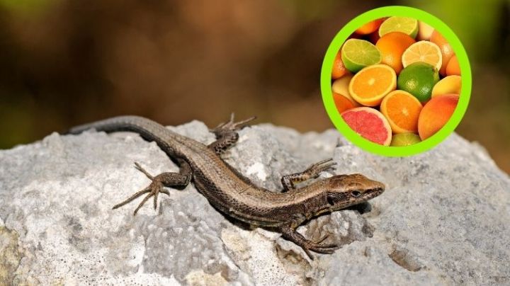 Temporada de lagartijas: te decimos cómo ahuyentarlas de manera natural