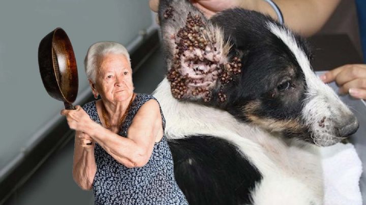 Temporada de garrapata: ahuyéntalas fácil con este remedio natural de tu casa