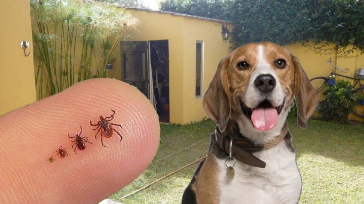 Temporada de garrapatas 2024: 5 remedios naturales para acabarlas