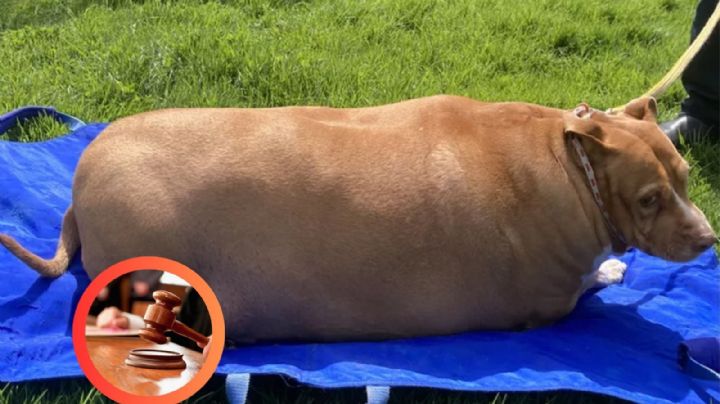 Mujer es encarcelada por sobrealimentar a su perro, hasta causarle la muerte