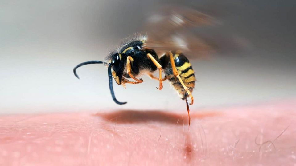 La picadura de abeja es sumamente dolorosa