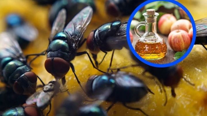 Temporada de moscas: con este sencillo consejo podrás ahuyentarlas de tu casa
