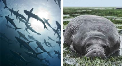 Este es el increíble comportamiento de los animales ante ante la llegada de un huracán