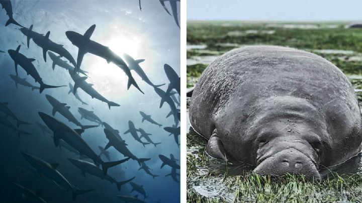 Este es el increíble comportamiento de los animales ante ante la llegada de un huracán