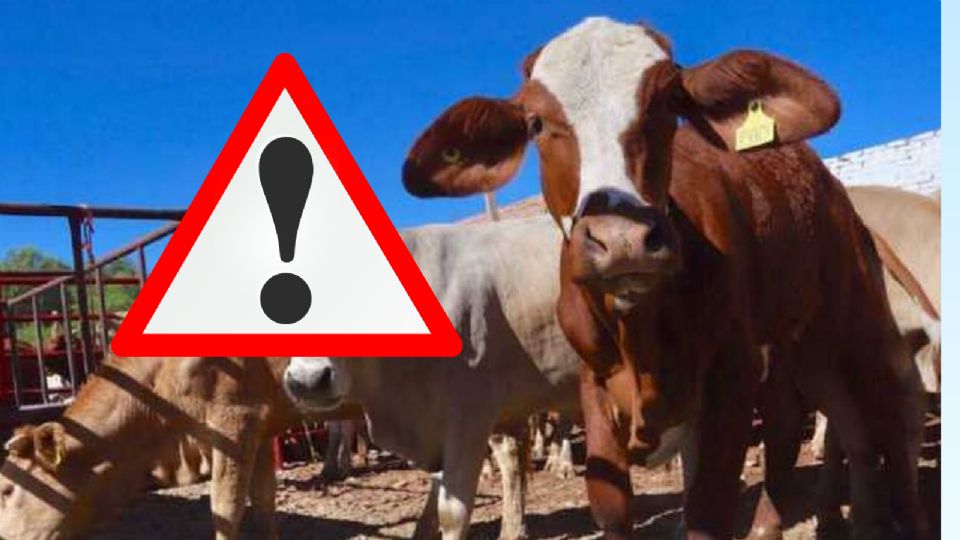 Alerta en México por muerte de 200 vacas por consumir alimento contaminado; esto se sabe