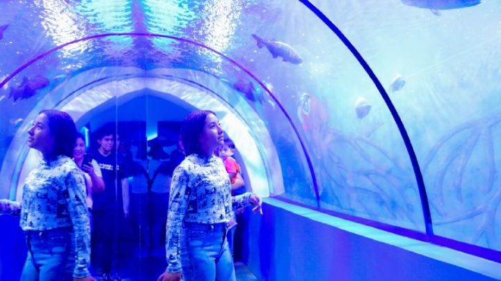 Vacaciones de verano: estas son las especies que puedes conocer en el Acuario de Nuevo Laredo