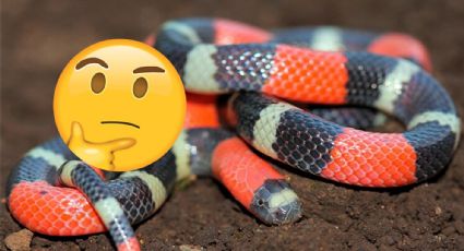 ¿Cómo identificar a una verdadera serpiente de coral de una falsa?