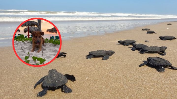 Abandonan a perrito en playa de Tamaulipas; ¡ahora cuida de las tortugas marinas!