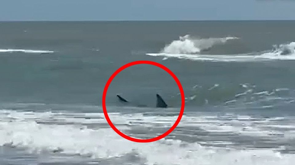 Tiburón en la Isla del Padre