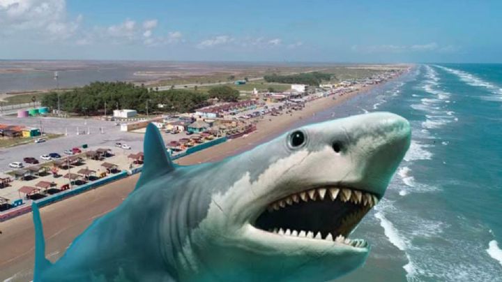 Tiburón gigante acecha playas de Tamaulipas; hay reportes desde marzo