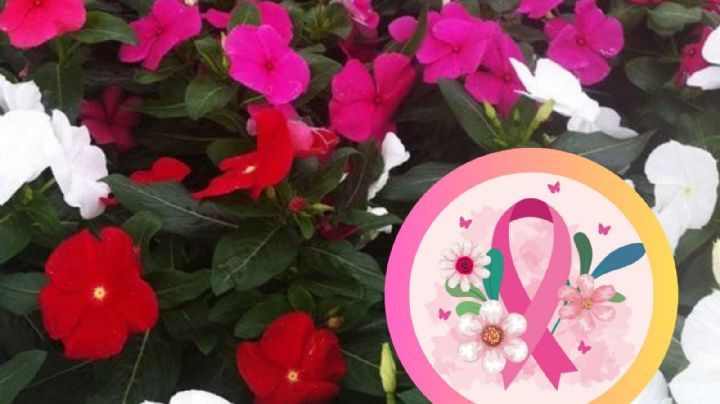 La planta curativa que interviene en el tratamiento del cáncer de mama y vejiga