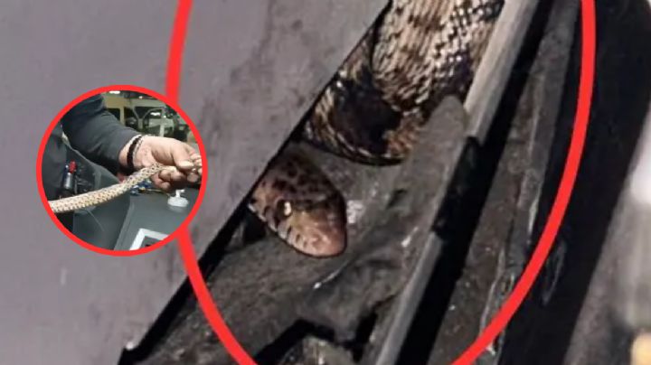 Encuentran serpiente en camión de pasajeros; se enredó en los pedales de la unidad
