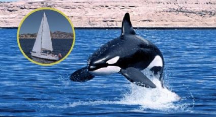 ¿Gladis, eres tú? Orcas rebeldes están de regreso; atacan a velero
