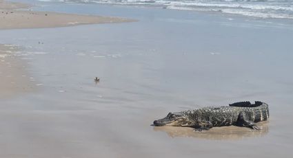 Primero un tiburón, ahora avistan un cocodrilo en South Padre Island, Texas